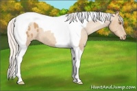 Horse Color:Silver Classic Champagne Tobiano Blanket 