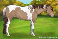 Horse Color:Classic Champagne Tobiano 