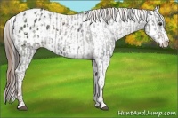 Horse Color:White Spotted Liver Chestnut Sabino Splash Appaloosa and White Spotted Liver Chestnut Sabino Splash Appaloosa