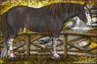Horse Color:Liver Chestnut Sabino Splash  and Liver Chestnut Sabino Splash Rabicano 