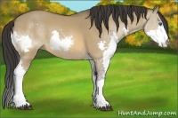 Horse Color:Bay Dun Splash 