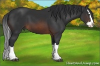Horse Color:Brown Sabino Splash 