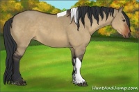 Horse Color:Bay Dun Tobiano Rabicano