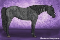 Horse Color:Black and Blue Roan
