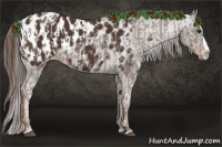 Horse Color:Liver Chestnut Sabino Splash Blanket  and Liver Chestnut Sabino Splash Blanket 