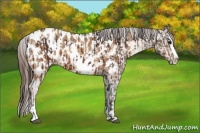 Horse Color:Bay Sabino Splash Appaloosa and Amber Champagne Sabino Splash Appaloosa