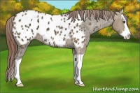 Horse Color:Red Dun Ice Roan Splash Appaloosa 