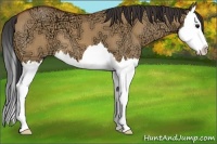 Horse Color:Bay Ice Dun Splash 