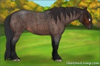 Horse Color:Bay Ice Roan 