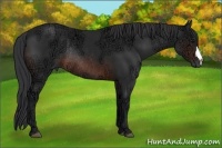 Horse Color:Brown Ice Rabicano