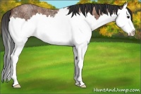 Horse Color:Bay Ice Roan Splash 
