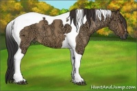 Horse Color:Bay Ice Dun Tobiano 