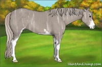 Horse Color:Silver Grullo Ice Sabino