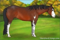 Horse Color:Bay Sabino