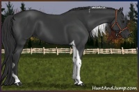 Horse Color:Black Tobiano