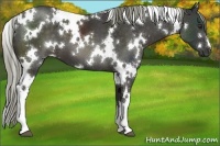 Horse Color:White Spotted Liver Chestnut 