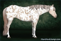 Horse Color:Red Dun Near Leopard 