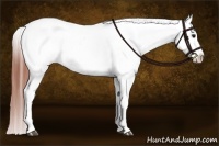 Horse Color:Bay Dun Varnish 
