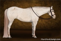 Horse Color:Red Dun Appaloosa 