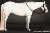 Horse Color:Buckskin Dun Appaloosa