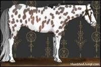Horse Color:Brown Roan Splash Near Leopard 