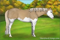 Horse Color:Palomino Splash