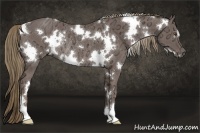 Horse Color:White Spotted Liver Chestnut Ice Rabicano