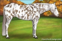 Horse Color:Liver Chestnut Sabino Splash Appaloosa and Liver Red Dun Sabino Splash Appaloosa