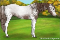 Horse Color:White Spotted Liver Red Roan Rabicano