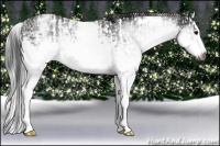 Horse Color:Gray White Spotted Black and Gray White Spotted Black Splash