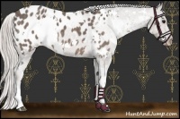 Horse Color:White Spotted Silver Black Appaloosa 