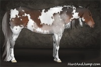 Horse Color:White Spotted Liver Chestnut 
