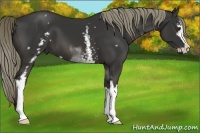 Horse Color:White Spotted Liver Chestnut Sabino 