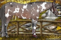Horse Color:White Spotted Brown Varnish 