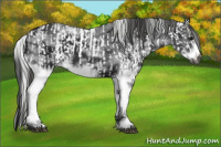 Horse Color:Gray White Spotted Black  and Gray White Spotted Black Frame 