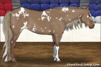 Horse Color:White Spotted Liver Red Dun Brindle 