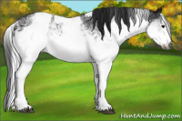 Horse Color:Gray White Spotted Black and Gray White Spotted Black