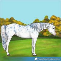 Horse Color:Watercolor White Spotted Liver Chestnut Sabino Splash Appaloosa  and Watercolor Chocolate Palomino Sabino Splash Appaloosa 