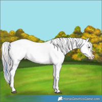 Horse Color:Watercolor White Spotted Liver Chestnut Sabino Splash Appaloosa and Watercolor Chocolate Palomino Sabino Splash Appaloosa