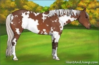 Horse Color:White Spotted Silver Bay 