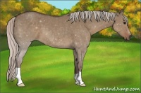 Horse Color:Silver Grullo 