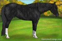 Horse Color:Black Ice 
