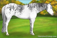 Horse Color:White Spotted Black Ice Splash Appaloosa