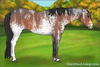 Horse Color:White Spotted Bay Ice 