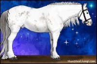 Horse Color:Bay Sabino Splash Appaloosa  and Bay Sabino Splash Appaloosa 
