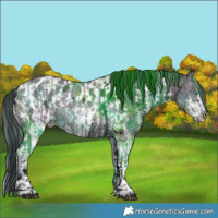 Horse Color:ERROR: UNKNOWN ANOMALY and Brown Sabino Appaloosa 