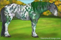 Horse Color:ERROR: UNKNOWN ANOMALY and Bay Sabino Appaloosa