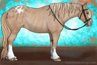 Horse Color:Chestnut Appaloosa Rabicano 