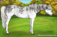 Horse Color:Gray White Spotted Black  and Gray White Spotted Silver Black 