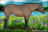 Horse Color:Bay Dun
